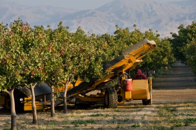 pistachio_harvest_2011