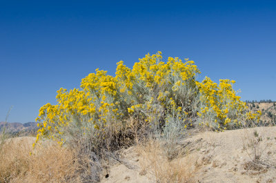 Rabbit Brush, Lockwood Valley-4.jpg