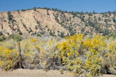 Rabbit Brush, Lockwood Valley-5.jpg