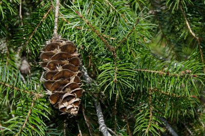 Bigcone Spruce-1