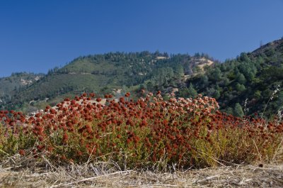 Chap. 1-26, Buckwheat