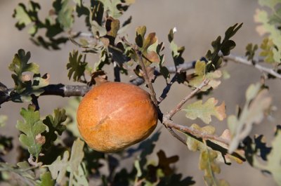 Chap. 6-32, Oak Gall