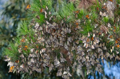 monarchs-pine-1.jpg