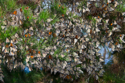 monarchs-pine-2.jpg