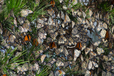 monarchs-pine-3.jpg