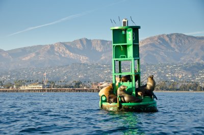 sea-lions-buoy-1.jpg