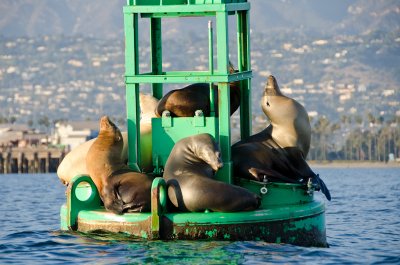 sea-lions-buoy-2.jpg
