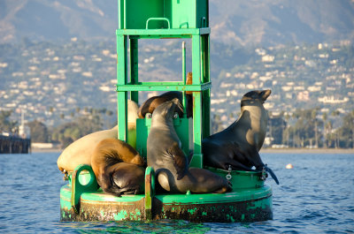 sea-lions-buoy-3.jpg