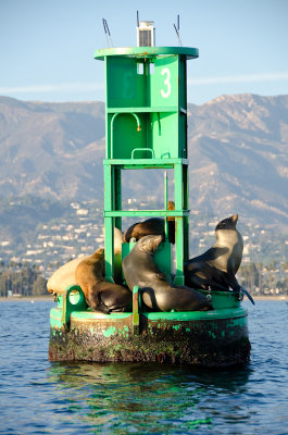 sea-lions-buoy-4.jpg