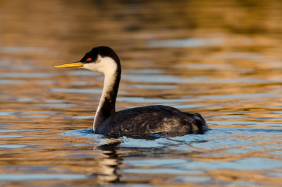 Chap. 9-37, Western Grebe-1
