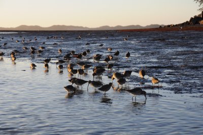 Chap. 5-21, Shore Birds at Tidal Flats