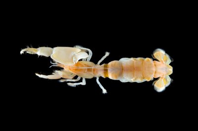 Chap. 5-9, Bay Ghost Shrimp, Neotrypaea californiensis