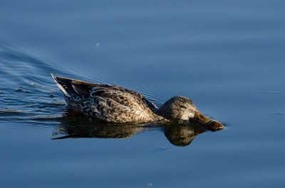 Chap. 9-38, Female Northern Shoveler feeding at the surface.jpg