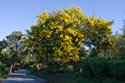 Chap. 11-5, Acacia baileyana