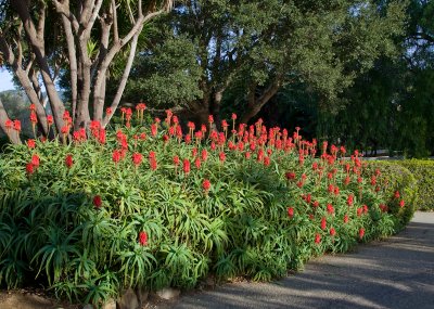 Chap. 11-2, Red Hot Poker, Kniphofia uvaria