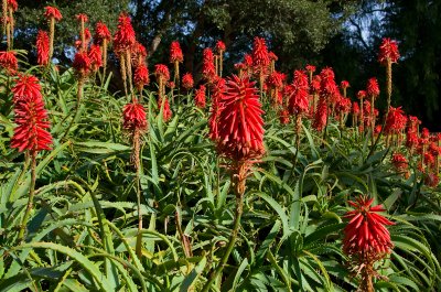 1-29-12-Kniphofia uvaria-11.jpg