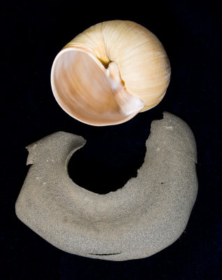 Moon Snail, Polinices lewisii-16.jpg