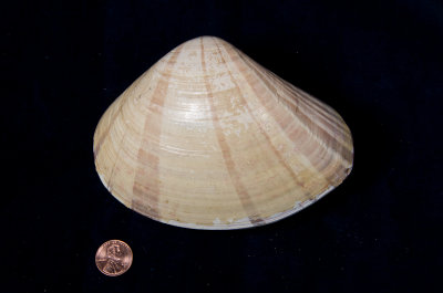 Chap. 4-31, Pismo Clam-17