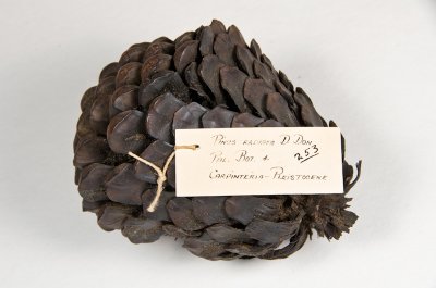 Chap. 2-17, Pinus radiata-21
