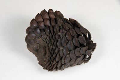 Pinus radiata-22.jpg