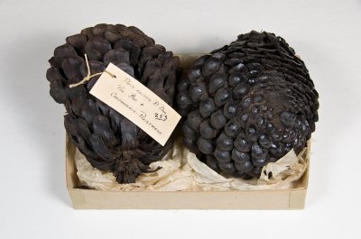 Pinus radiata-23.jpg