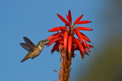 Hummers-1.jpg