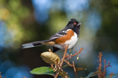 Chap. 11-23, Spotted Towhee