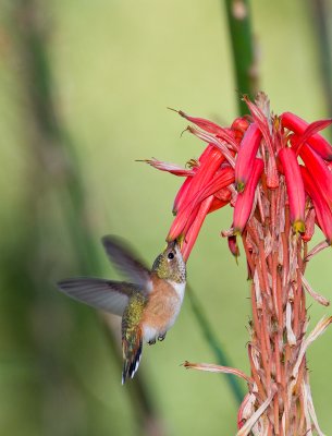 Hummers-3.jpg