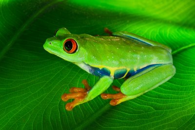 Frog Photos