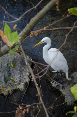 Chap. 11-24, Snowy Egret