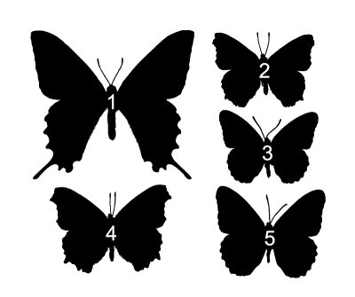 Chap. 9, Riparian-Butterflies numbered key