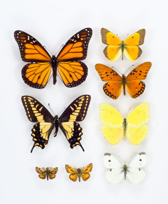 Chap. 11, Urban Butterflies