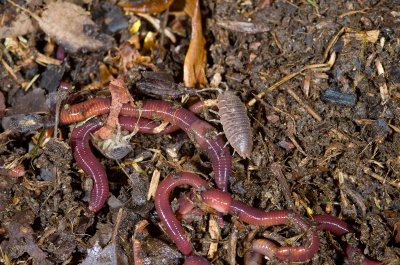 Earthworms & Sow Bugs-1.jpg