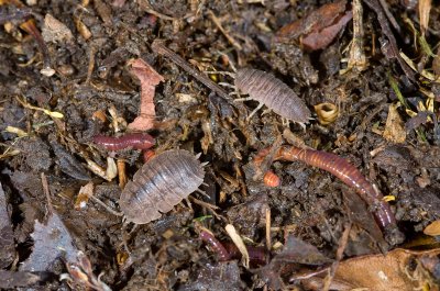 Earthworms & Sow Bugs-2.jpg