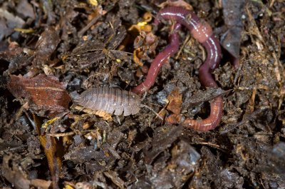 Earthworms & Sow Bugs-3.jpg