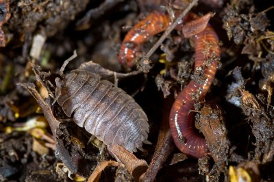 Earthworms & Sow Bugs-4.jpg