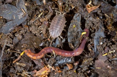 Chap. 11-14, Earthworm & Sow Bugs