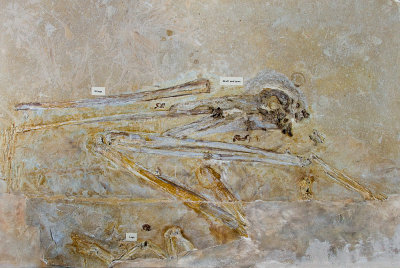 Toothed-Bird-2.jpg