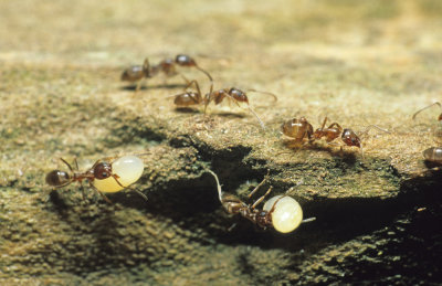 Chap. 11-13, Argentine Ants