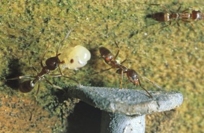 ants-2.jpg