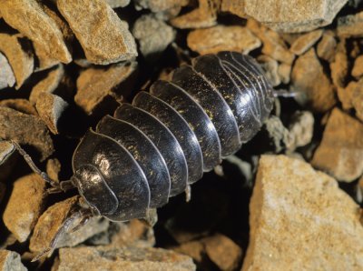 pillbug-2.jpg