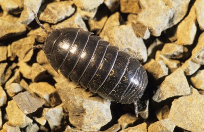 Chap. 11-15, Pillbug