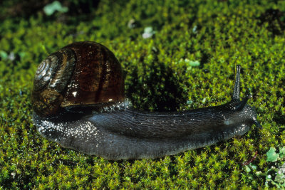 Chap. 4-47, Morro Shoulder Banded Dune Snail, Photo by Dennis Sheridan