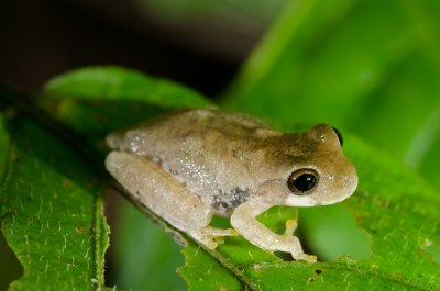 Blue Spotted Tree Frog-2.jpg