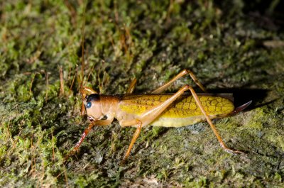 Blue-eyed Katydid-1.jpg