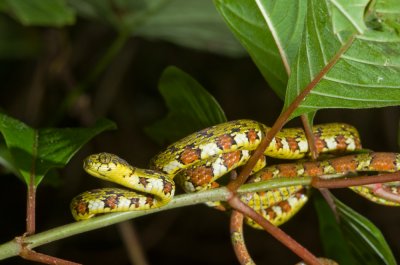 False Eyelash Viper-1.jpg