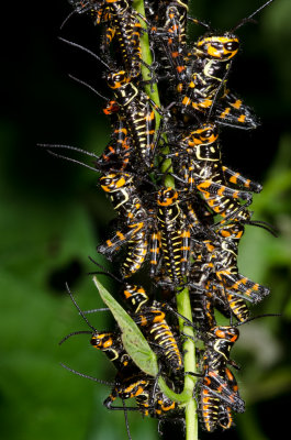 Juvenile Grasshoppers.jpg
