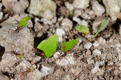 Leaf Cutter Ants.jpg
