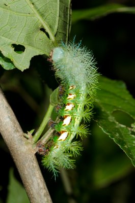 Moth Caterpillar.jpg