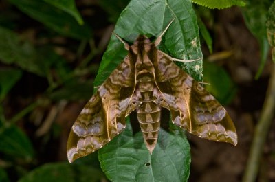 Sphinx Moth-2.jpg